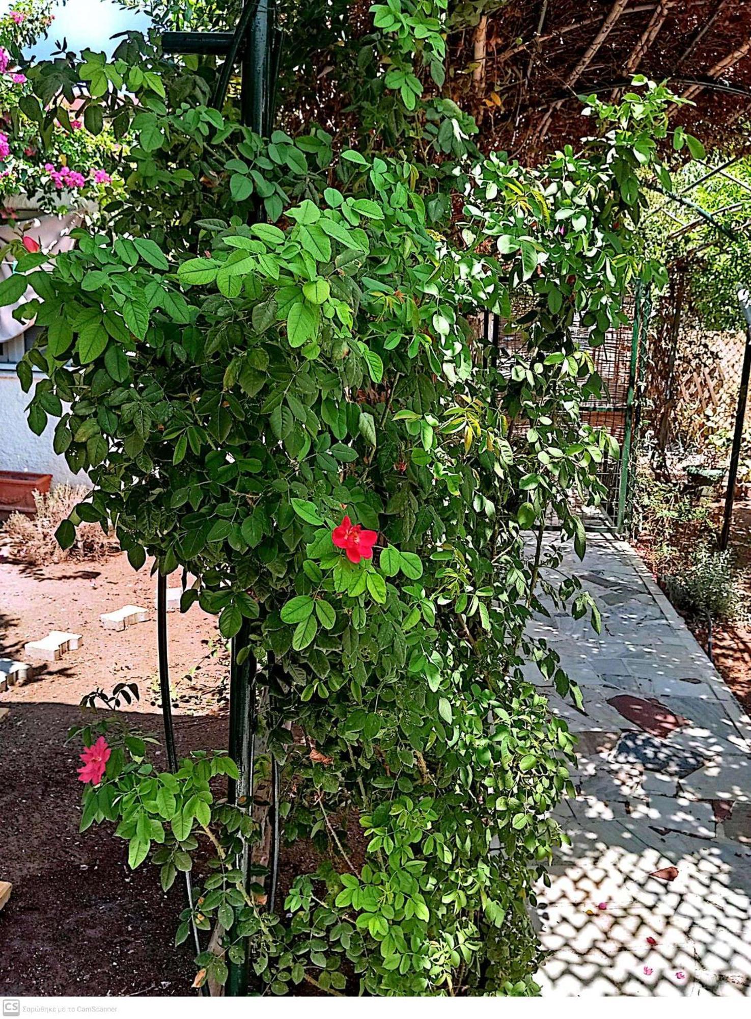 Villa Εξοχικό Maria à Ambelakia Extérieur photo